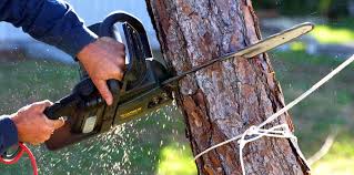 How Our Tree Care Process Works  in  Central, TN