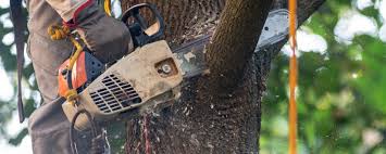 Best Tree Maintenance Programs  in Central, TN