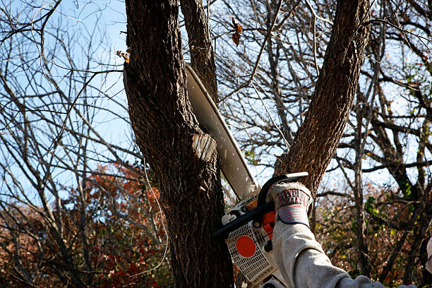 Best Root Management and Removal  in Central, TN