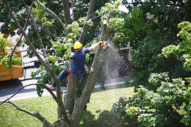 Best Lawn Mowing  in Central, TN