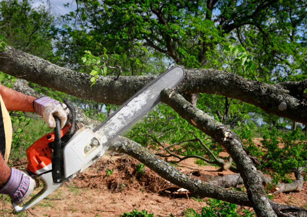 Best Stump Grinding and Removal  in Central, TN